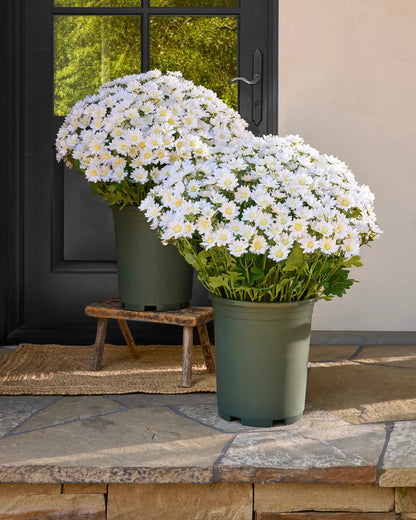 💥ON SALE💥- Artificial Outdoor Sunset Mums Flowers - UV resistant, Waterproof, Windproof