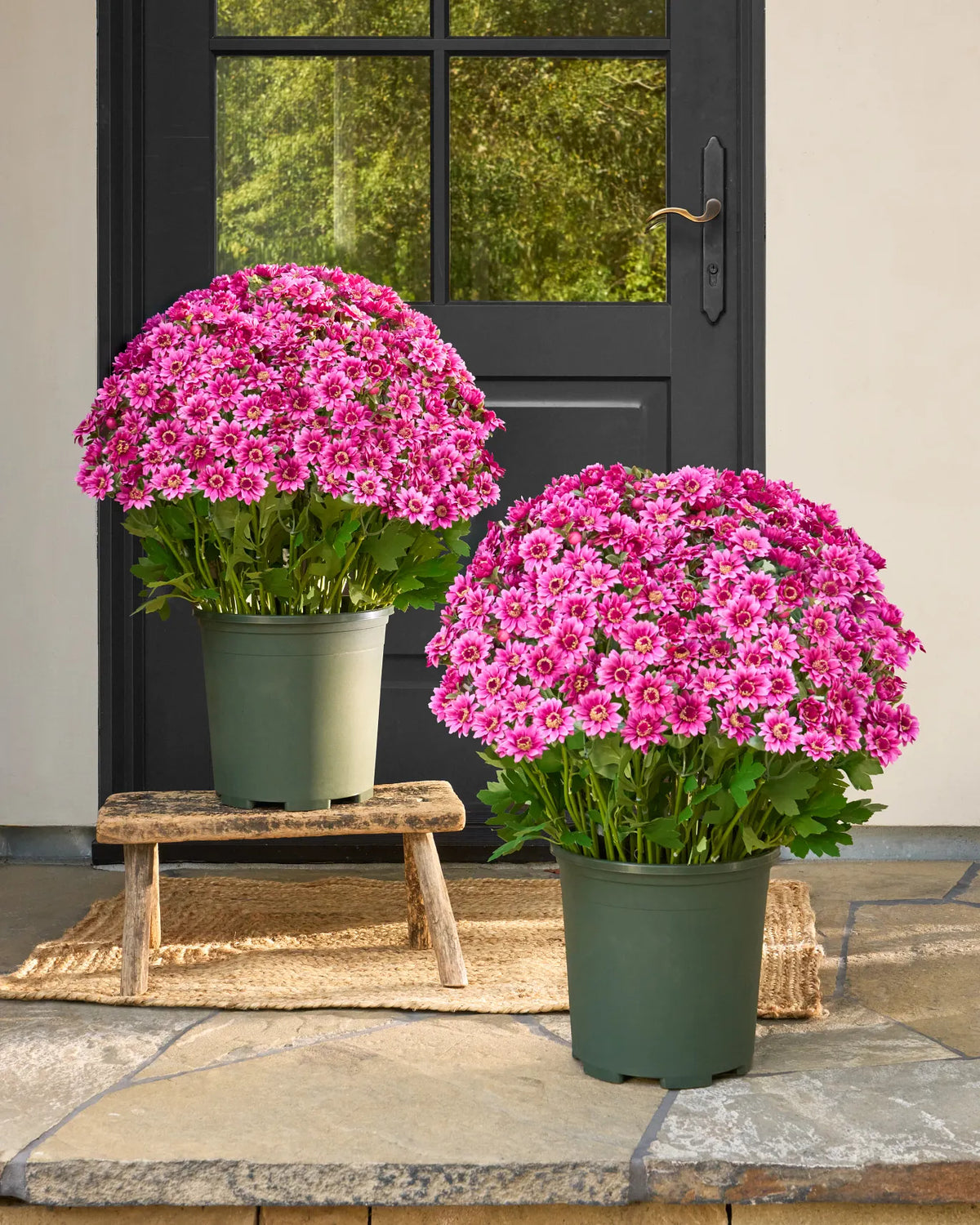 💥ON SALE💥- Artificial Outdoor Sunset Mums Flowers - UV resistant, Waterproof, Windproof
