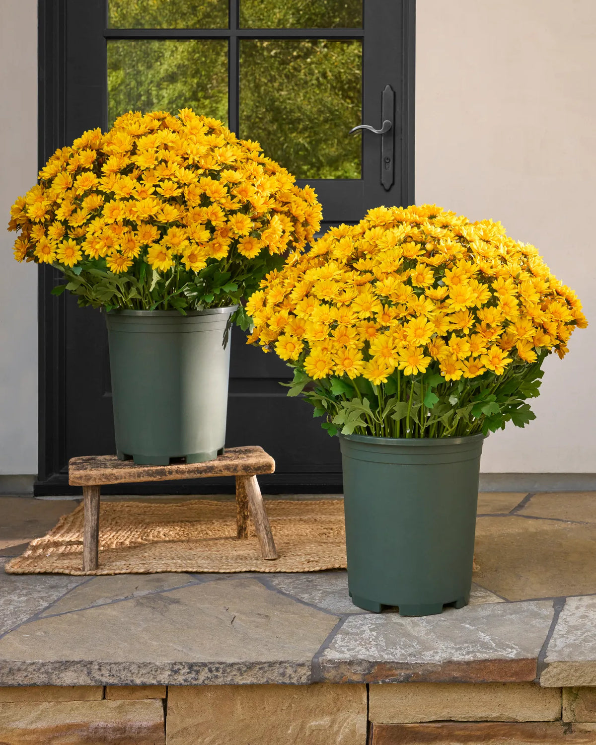 💥ON SALE💥- Artificial Outdoor Sunset Mums Flowers - UV resistant, Waterproof, Windproof