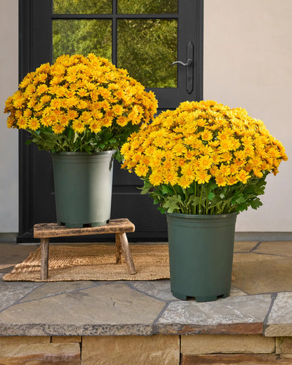 💥ON SALE💥- Artificial Outdoor Sunset Mums Flowers - UV resistant, Waterproof, Windproof